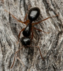 Camponotus lownei