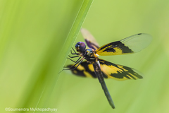 Rhyothemis variegata