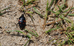 Hister quadrinotatus