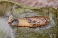 Chrysodeixis eriosoma