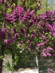 Syringa