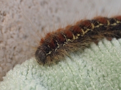 Eriogaster lanestris