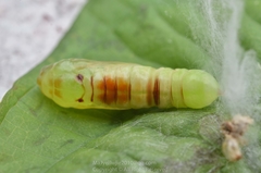 Chrysodeixis eriosoma