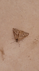 Plataea trilinearia