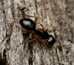 Camponotus lownei