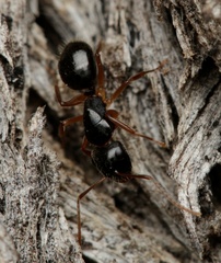 Camponotus lownei