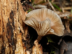 Trogia straminea