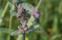 Stachys cretica