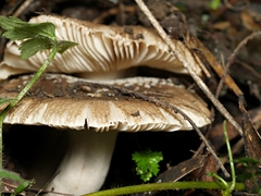 Russula neerimea