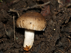 Russula neerimea