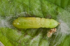 Chrysodeixis eriosoma