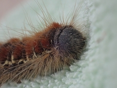 Eriogaster lanestris