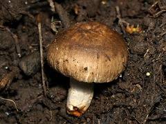 Russula neerimea