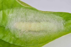 Chrysodeixis eriosoma