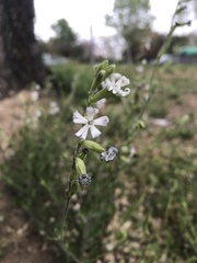 Silene nocturna