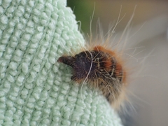 Eriogaster lanestris