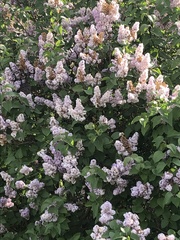 Syringa