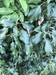 Hedera