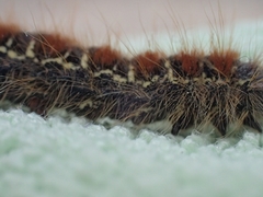 Eriogaster lanestris