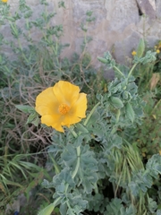 Glaucium flavum