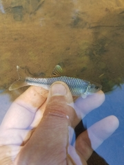 Cyprinella chloristia