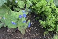 Pentaglottis sempervirens