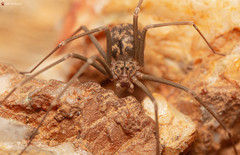 Loxosceles simillima