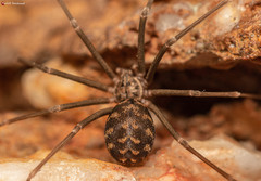 Loxosceles simillima