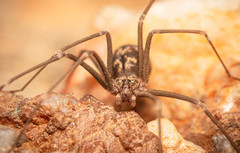 Loxosceles simillima