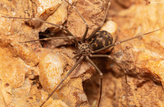 Loxosceles simillima