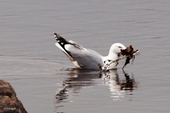 Larus argentatus