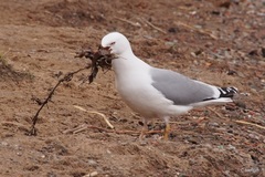 Larus argentatus