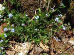 Myosotis decumbens
