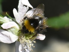 Bombus pratorum