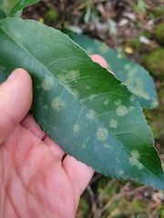 Cephaleuros lagerheimii