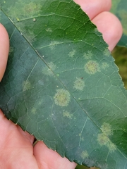 Cephaleuros lagerheimii