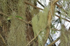 Usnea trichodea