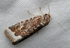 Proteuxoa florescens