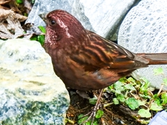 Procarduelis nipalensis