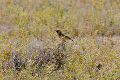 Epthianura aurifrons