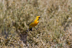 Epthianura aurifrons