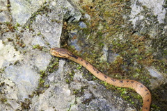 Pareas boulengeri