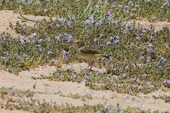 Epthianura aurifrons