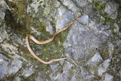 Pareas boulengeri