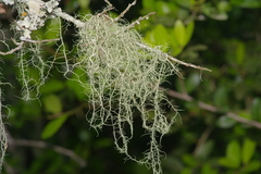 Usnea trichodea