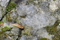 Pareas boulengeri