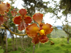Cyrtochilum tumiferum