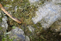 Pareas boulengeri