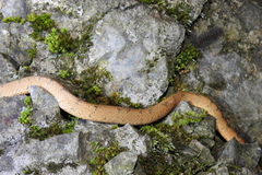 Pareas boulengeri