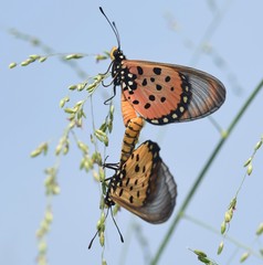 Acraea neobule